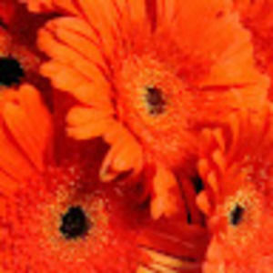 Meet your Posher, Kerry j